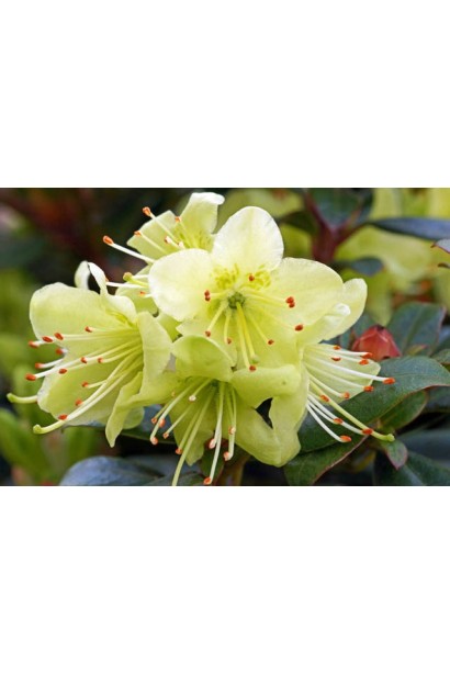 опис Рододендрон Принцесс Анне